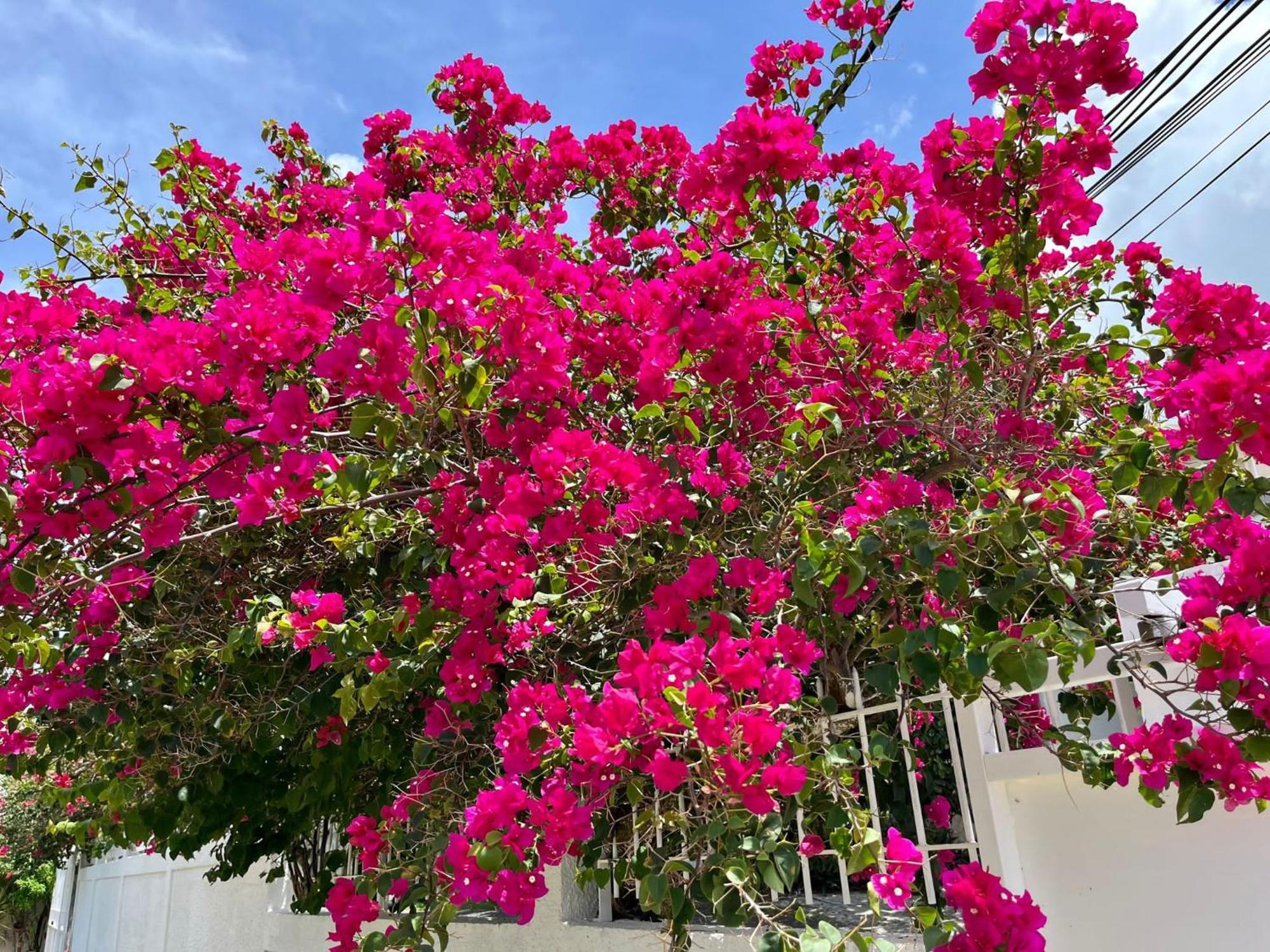 Les Villas Du Bambou - Villa Paprika Jusqu'A 6 Pers Le Gosier  Buitenkant foto
